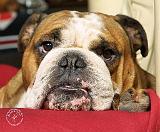 Bulldog 9W099D-039